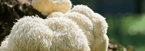 Lion’s mane mushroom growing on a tree, showing its white, shaggy texture.